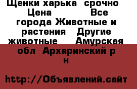 Щенки харька! срочно. › Цена ­ 5 000 - Все города Животные и растения » Другие животные   . Амурская обл.,Архаринский р-н